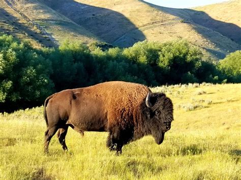 Guaranteed Bison Hunting Utah Guided Bison Hunts West Canyon Ranch