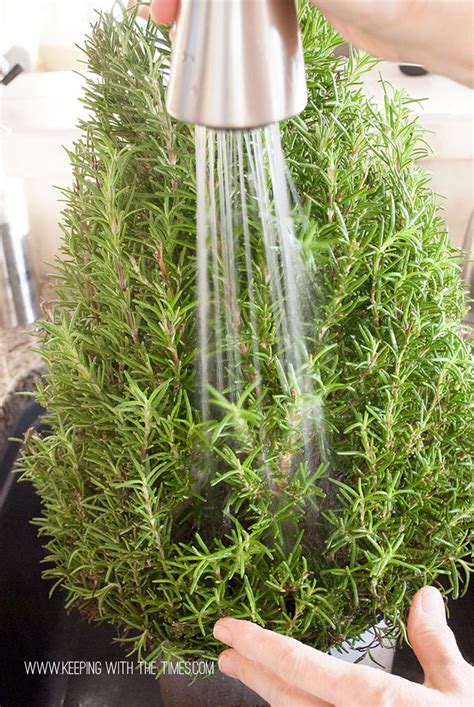 1000 Images About Rosemary On Pinterest Rosemary Plant