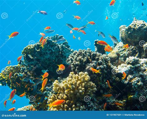 Colourful Marine Life In Red Sea Egypt Dahab Stock Image Image Of