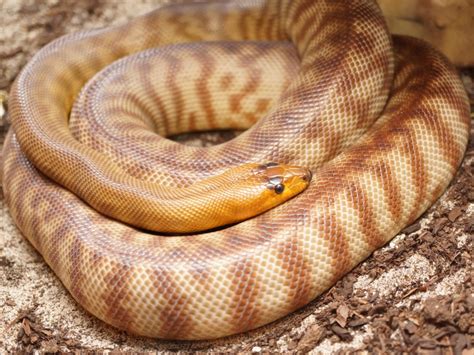 Sold Breeding Woma Pythons For Sale Faunaclassifieds
