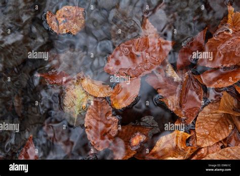 Autumn Leaves Floating In Big Hunting Creek At Cunningham Falls State