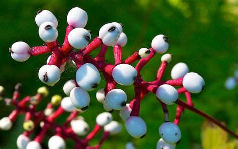 10 Most Amazing Plants In The World