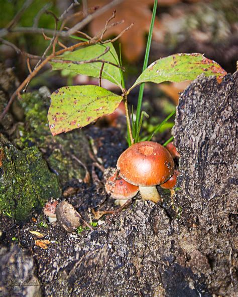 Red Capped Mushroom Photograph By Leeann Mclanegoetz