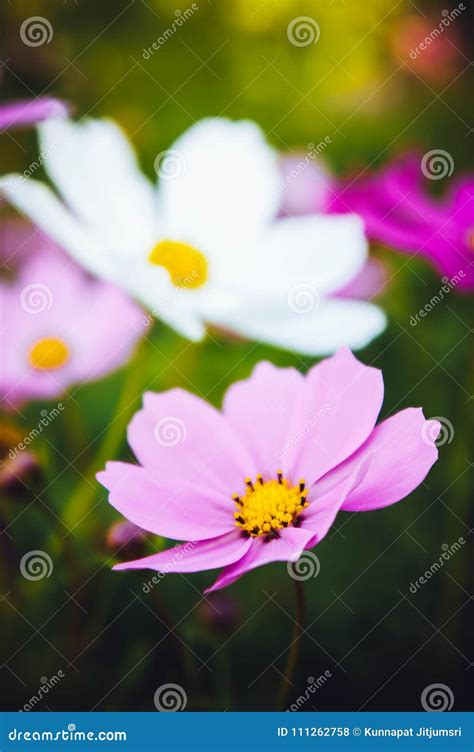 Flowers Cosmos Pink And White Color In The Nature Garden Color Stock