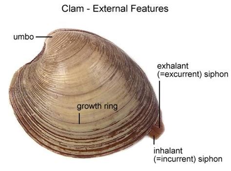 Clam Dissection Biology Junction