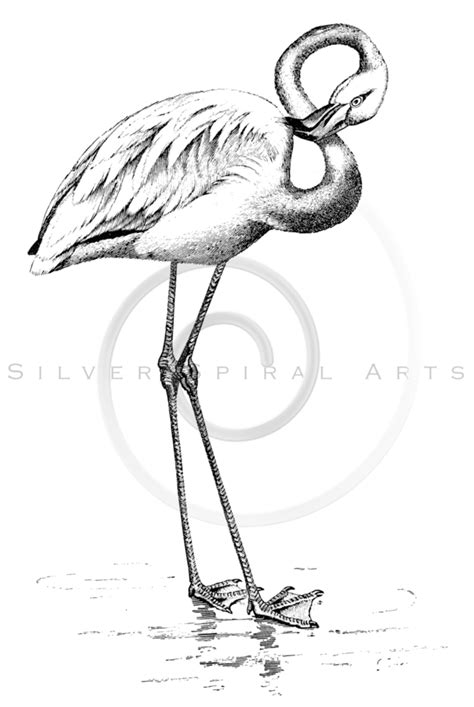 Are you looking for the best flamingo line drawing for your personal blogs, projects or designs, then clipartmag is the place just for you. Flamingo Line Drawing at GetDrawings | Free download