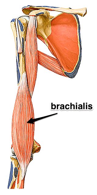 The Brachialis Muscle Of The Month Anatomi