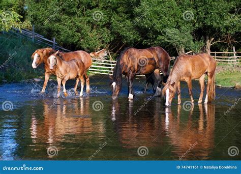 Four Thirsty Horses On The Lake Drinking Water Stock Image Image Of