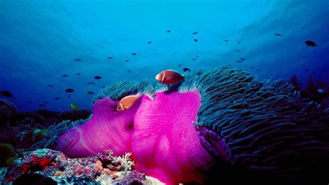 Pink Skunk Clownfish And Magnificent Sea Anemone In The