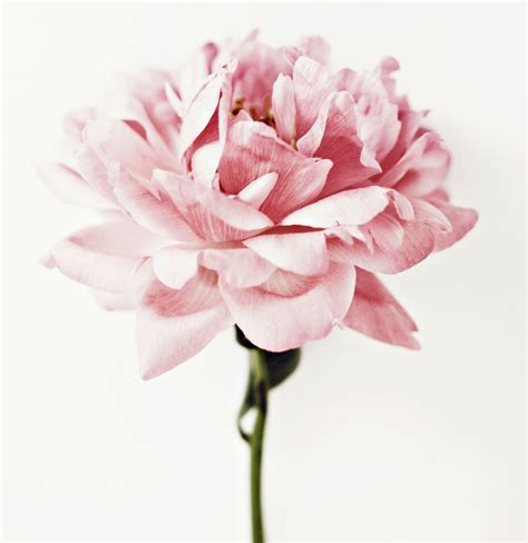12 Surprising Facts All Peony Enthusiasts Should Know Flower Meanings Flowers Flower Aesthetic