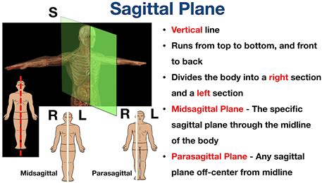 Body Planes And Sections Anatomical Position Directional Term Definitions Example Diagram EZmed