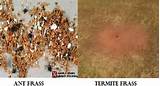 Termite Frass Photos