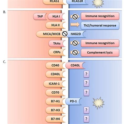 Mechanisms Of Tumor Escape In Pdac Development And Survival Download