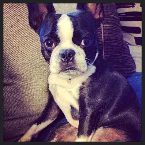 This Is A Frenchton A French Bulldog And Boston Terrier Mix Puppy And