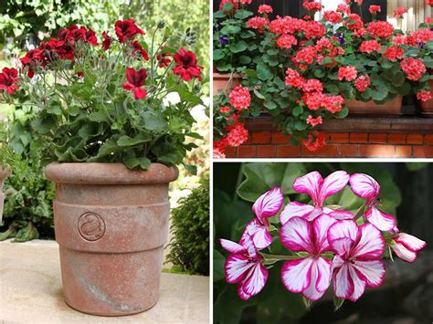 Best flowers for pots uk. Flowers In Pots - bedding geraniums - instant burst of ...