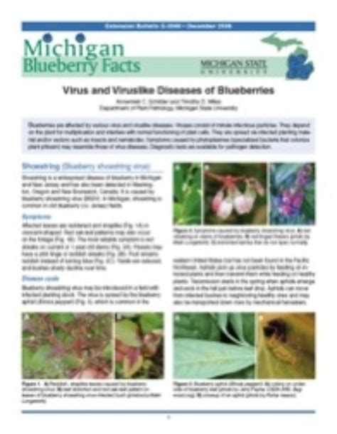Michigan Blueberry Facts Virus And Viruslike Diseases Of Blueberries