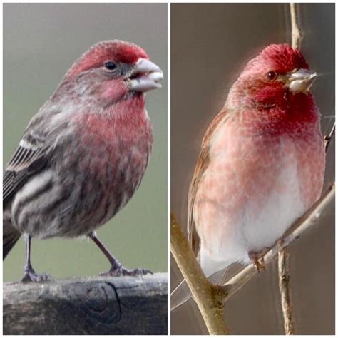 Bird Id Help House Finch On The Left Purple Finch On The Right From