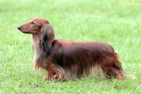 Typical Dachshund Long Haired Standard Red In The Garden Photograph By