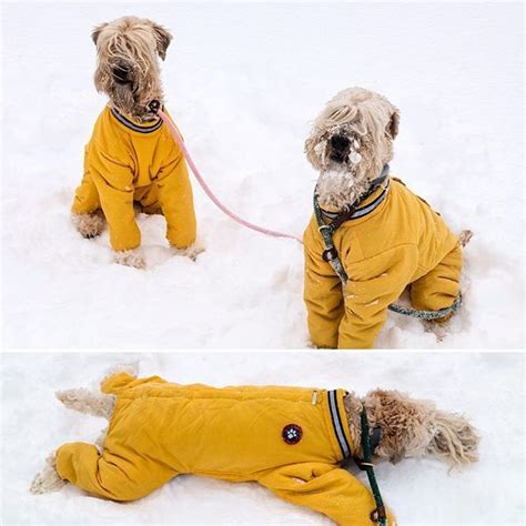 Wheaties In The Snow Snowsuits For Dogs Dog Snowsuit Snow Suit