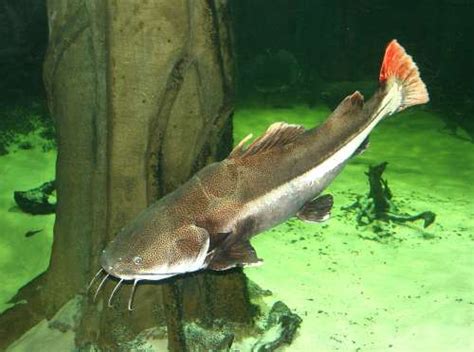 Maybe you would like to learn more about one of these? Ugly Large Aquarium Fish