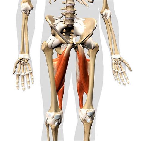 Muscles Used In Hip Adduction