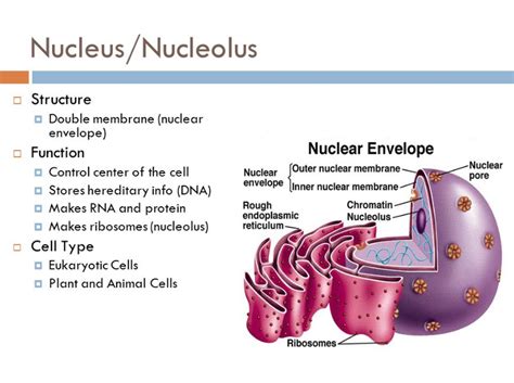 Maybe you would like to learn more about one of these? What is Nucleolus? Function, Definition & More