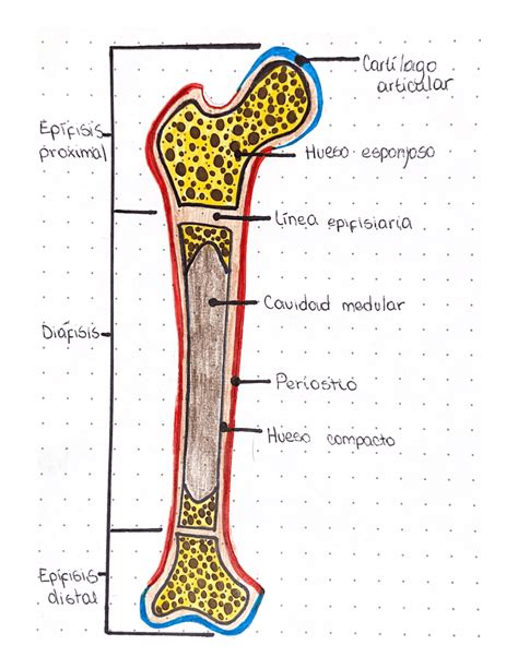 Femur Dibujo De Anatomia Esquemas Y Mapas Conceptuales De Anatomía