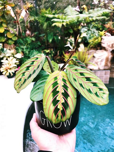 Red Maranta Prayer Plant Variegated Live House Plant 4 Potted Etsy