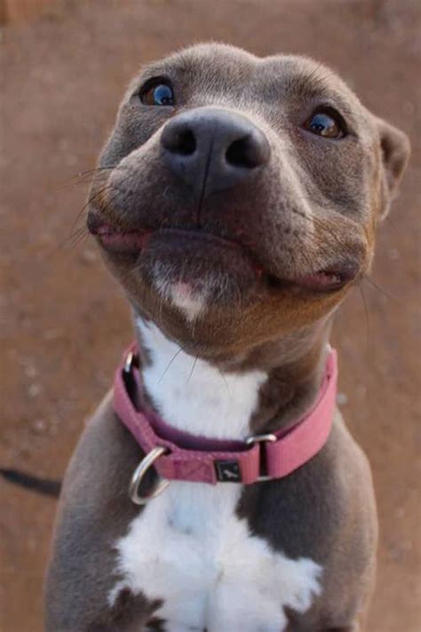 These Dogs Have The Best Smiles Kaufmannspuppy Cute Animals Cute