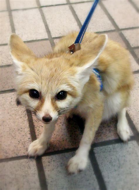 Is Zootopia Creating Demand For Pet Fennec Foxes In China