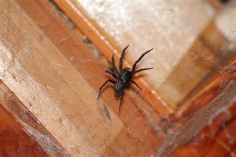 Black House Spider Raustralia