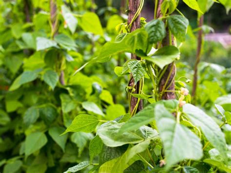 Growing Pole Beans How To Plant Pole Beans