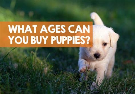 When you buy a home, there will be considerable upfront costs including the down payment and closing costs. What Age Should You Buy a Puppy? (Law & Ethics)