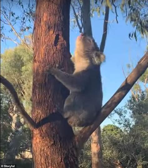 Adelaide Male Koala Lets Loose With A Disturbing Mating Call In South