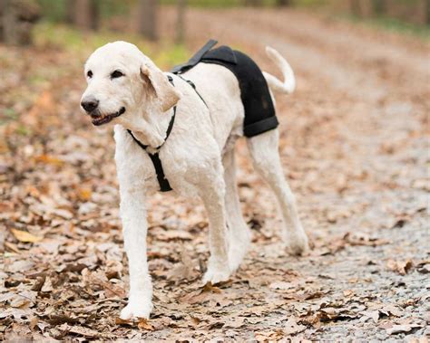 Dog Hip Brace For Dysplasia And Arthritis Ortho Dog Hip Hound