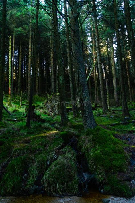 Irish Idyllic Dark Forest With It S Magical Green Trees Moss Cones