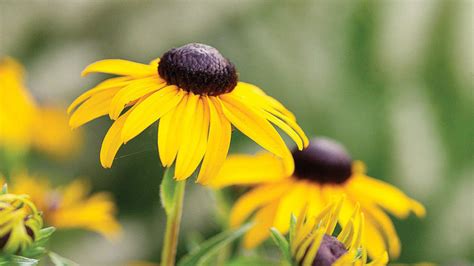 Yellow bells are low maintenance, easy to grow perennial flowering shrubs. 9 Best Summer Flowers - Sunset Magazine