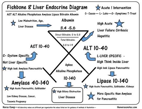Learn how to draw liver easily. liver function fishbone - Google Search | WORK | Pinterest ...