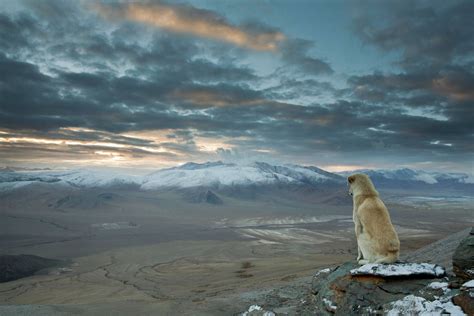 Tan Medium Sized Dog Sitting On The Mountain Cliff During Daytime