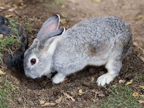Why Do Rabbits Like Digging Holes Interesting Facts Vivo Pets