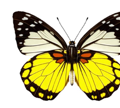 Animated insects, butterflies, animated butterflies, animated gif. animated butterfly gif | funny gifs,gif