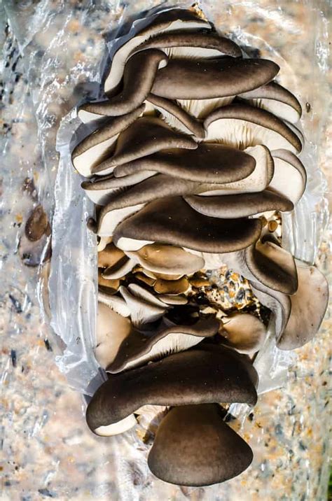 Growing Oyster Mushrooms At Home Mushroom Huntress