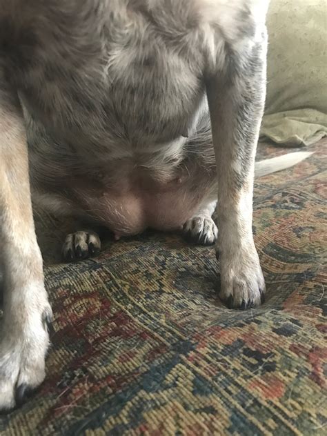 My Female Dog Is Swollen In Her Pelvic Region It Started Several Days