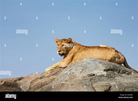 Lion Koppie Hi Res Stock Photography And Images Alamy