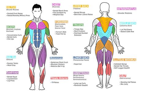 Which Are The Best Exercises For Each Muscle Group