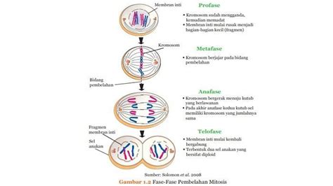 Gambar Sel Pada Pembelahan Mitosis Pembelahan Mitosis Dan Meiosis