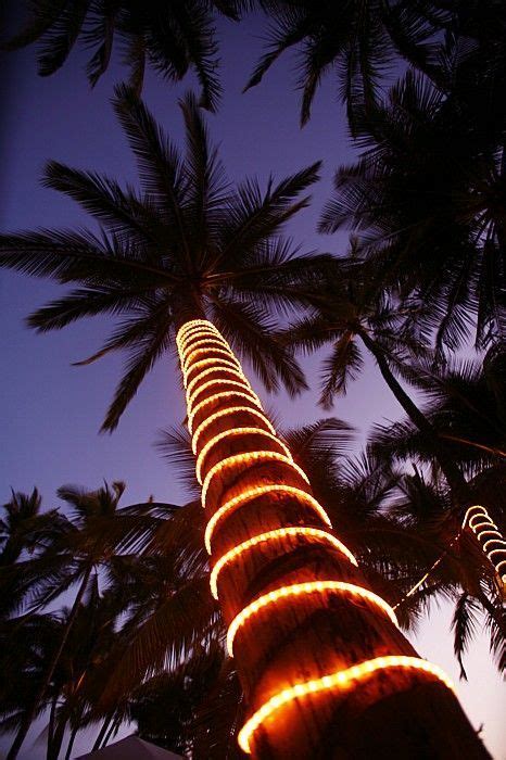 Christmas Palm Maui Hawaii Christmas Palm Tree Hawaii Christmas
