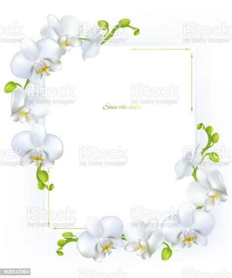 White Orchids Tropical Flowers Exotic Plants Frame Border Vector