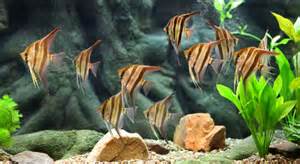 freshwater tropical aquarium group picture, image by tag 
