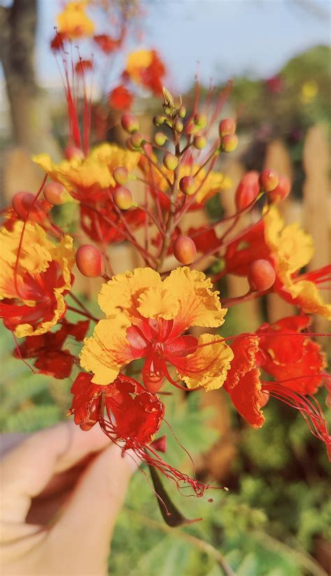 vibrant pride of barbados seed packet for pollinators caesalpinia pulcherrima etsy